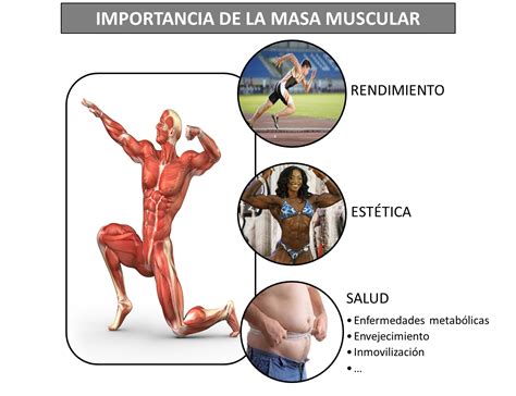 Mecanismos fisiológicos implicados en el aumento de masa muscular