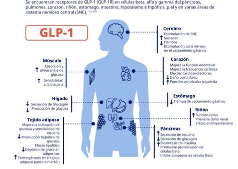 MedChannel   Blog   Fisiología del GLP 1