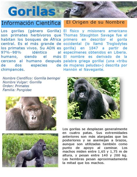 Medicina Forense Teoría básica Narabar cuanto pesa un gorila ...