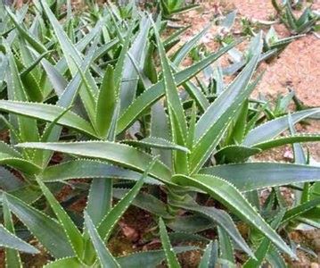 Medicina Natural: Aloe Vera: Receta para el Cáncer