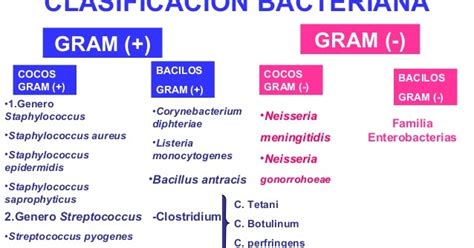 Medicine blog: TEMA 3: Clasificación Bacteriana