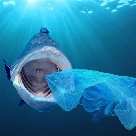 Medio ambiente: El plástico, una grave amenaza para las ...