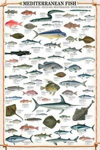 MEDITERRANEAN FISH 61 Saltwater Species Wall Chart POSTER ...