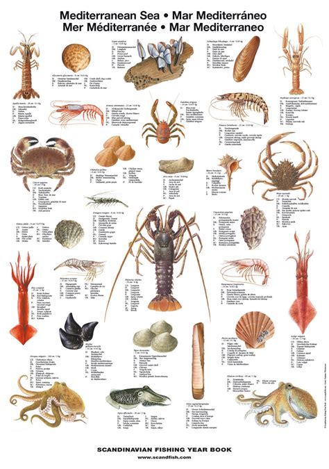 Mediterranean Sea Shellfish Poster – Unique chart poster