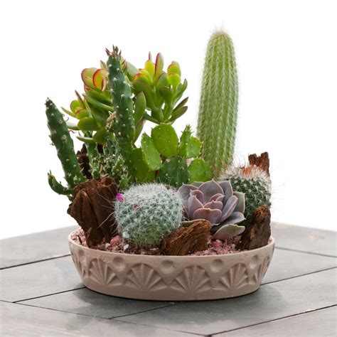 Medium Cactus Garden   Indoor & Office Plants   By Plant ...