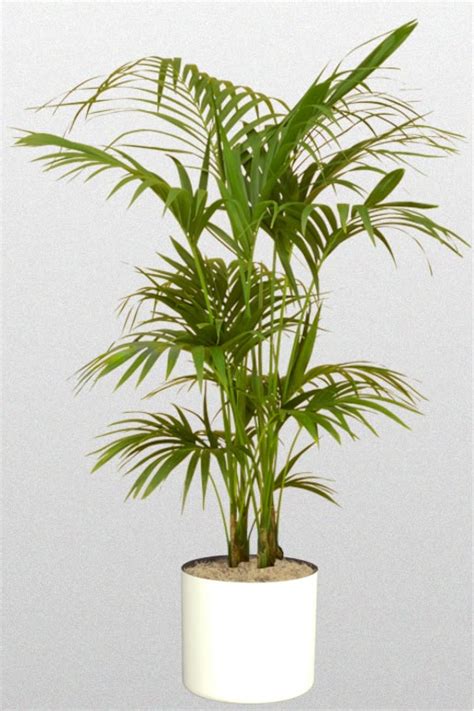 Medium Light Plants