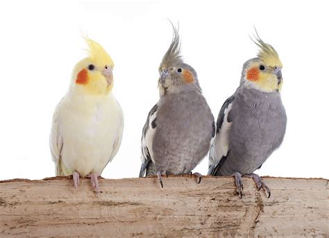 Medium sized Parrots | The Different Types of Parrot ...
