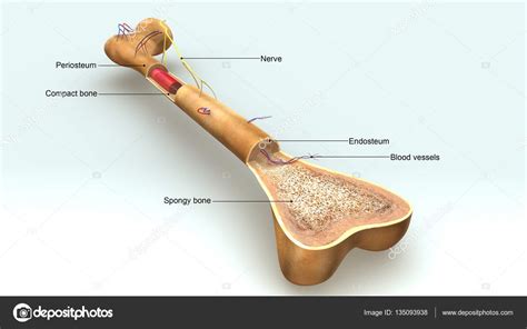 Médula ósea 3D — Fotos de Stock  sciencepics #135093938