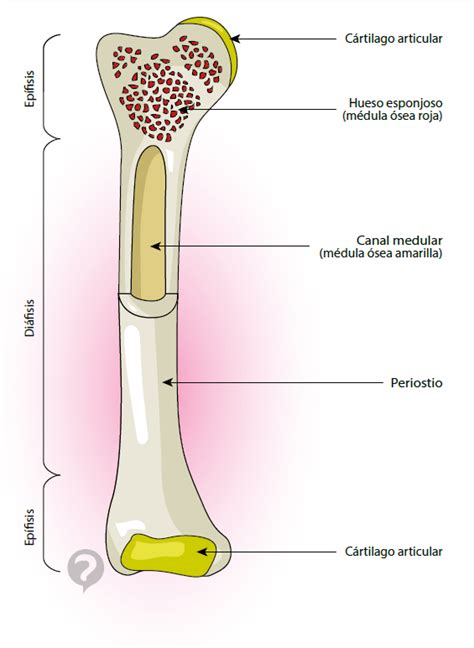 Médula ósea amarilla: ¿Qué es? Función, ubicación y más