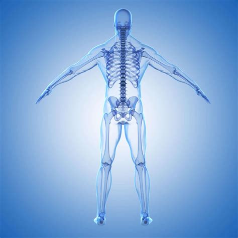 Médula ósea: ¿Qué es? Anatomía, función, fisiología y mucho más