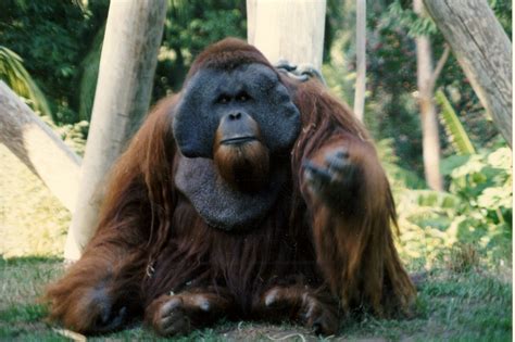 Meet Ken, San Diego Zoo’s Most Infamous  and Hairiest ...