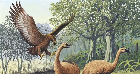 Meet The Haast s Eagle, The  Lost Giant  Of New Zealand