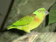 Meet The Lovebirds And It s Other Genera | Aviaries Depot