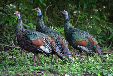 Meet the Ocellated Turkey – Cool Green Science