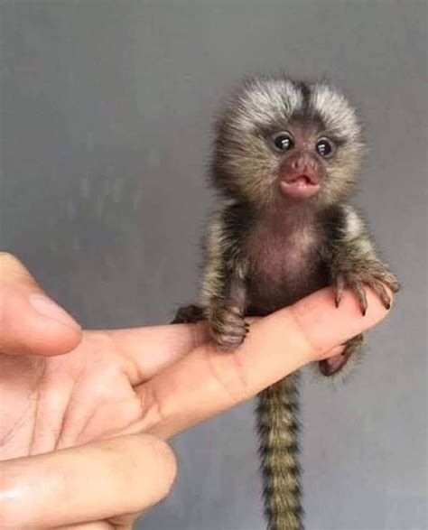 Meet the Pygmy Titi, the smallest monkey in the world. : aww