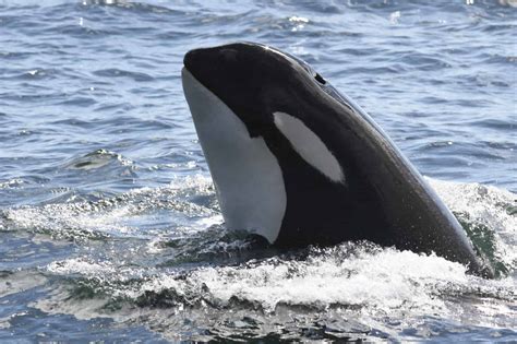 Meet The Whales | Bellingham WA | Whales.com | San Juan ...