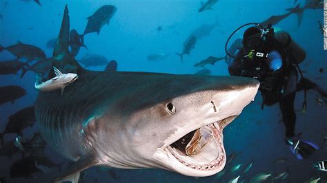 Megalodon is dead: best places to swim with sharks   CNN.com