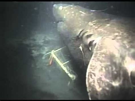 Megalodon Shark Caught On Camera By Japan Scientist   YouTube