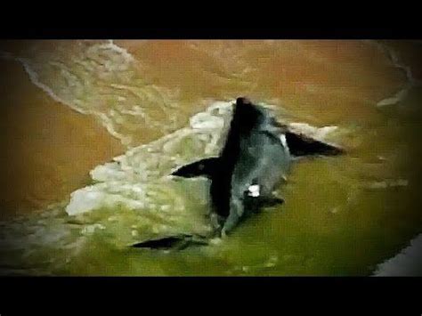 Megalodon Shark Caught on Tape   50 ft Giant Shark Found ...