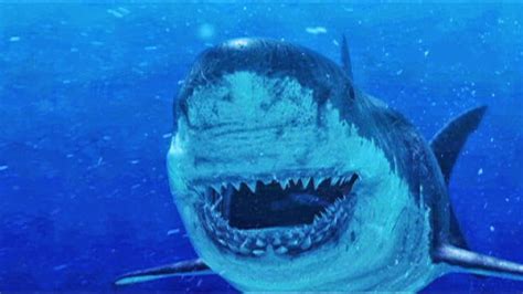Megalodon Shark Still Alive Proof