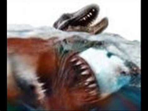 megalodon shark still alive?   YouTube