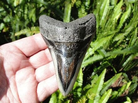 Megalodon Shark Tooth for Sale