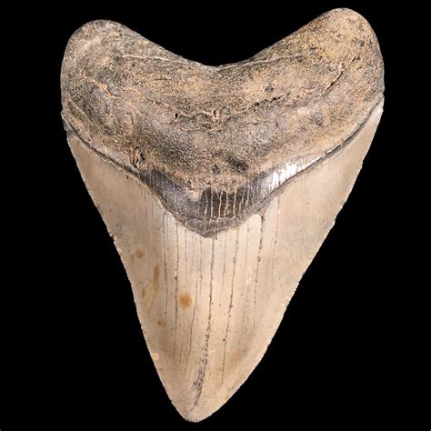 Megalodon shark tooth for sale