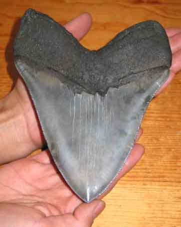 MEGALODON TEETH / 6 INCH MEGALODON TOOTH / MEGALODON TOOTH ...