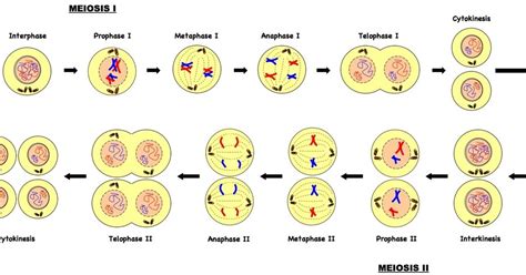 Meiosis – Histo Embriologia