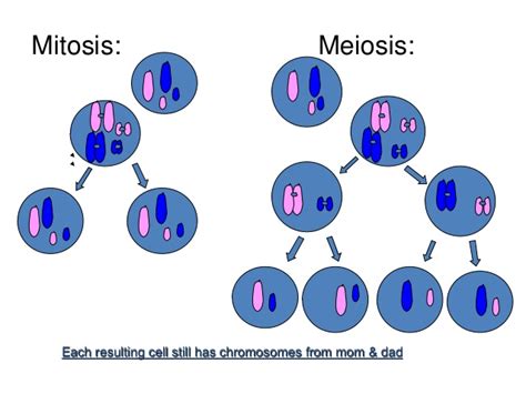 Meiosis  w/ Mitosis review
