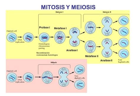 meioslide_17 | Mitosis y meiosis, Mitosis, Biología avanzada