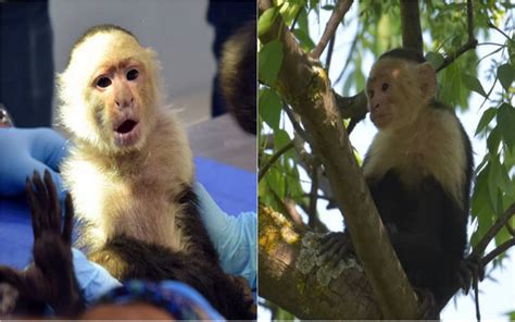 Mejora salud del mono capuchino capturado en Reforma   El Sol de México ...