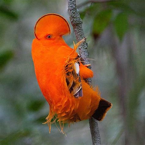 Mejores 107 imágenes de Animales aereos en Pinterest | Aves exóticas ...