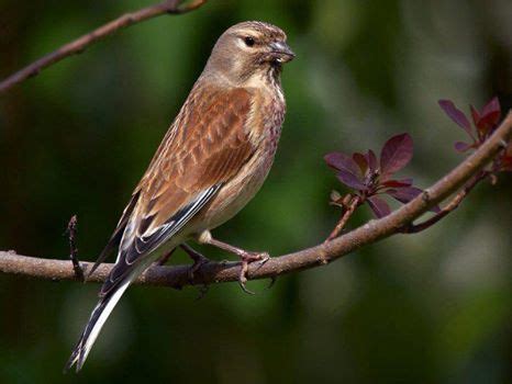 Mejores 20 imágenes de Pájaros cantores en Pinterest ...