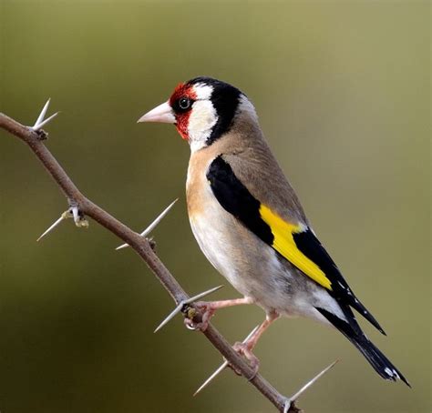 Mejores 20 imágenes de Pájaros cantores en Pinterest ...