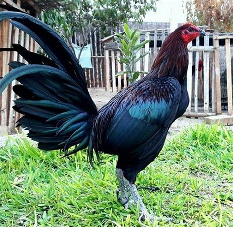 Mejores 252 imágenes de Gallos Negros en Pinterest | Gallos, Aves de ...