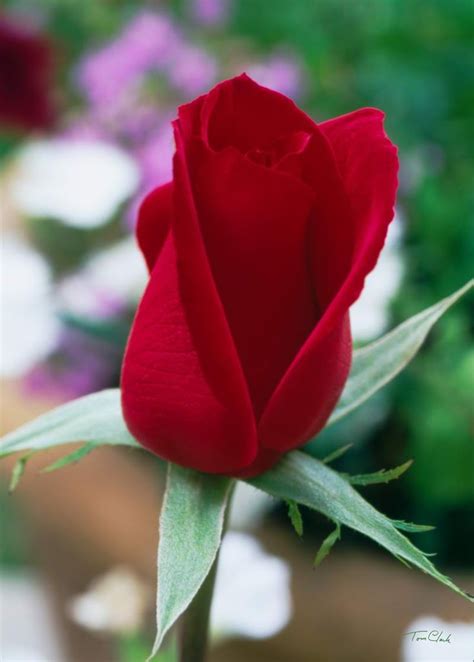 Mejores 327 imágenes de Rosas rojas en Pinterest | Rosas, Flor y Gotas ...