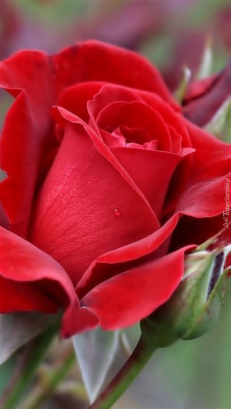 Mejores 327 imágenes de Rosas rojas en Pinterest | Rosas, Flor y Gotas ...