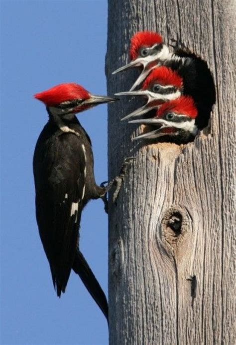 Mejores 467 imágenes de ANIMALES Aéreos. en Pinterest | Pájaros bonitos ...