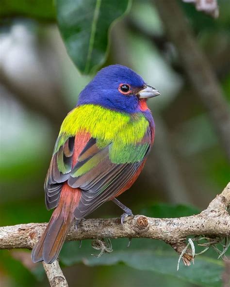 Mejores 467 imágenes de ANIMALES Aéreos. en Pinterest | Pájaros bonitos ...