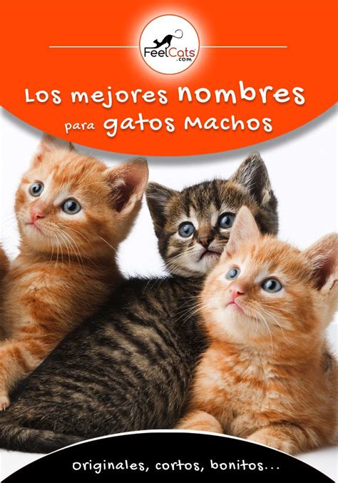 Mejores Nombres para Gatos MACHOS y su significado | FeelCats | Nombres ...