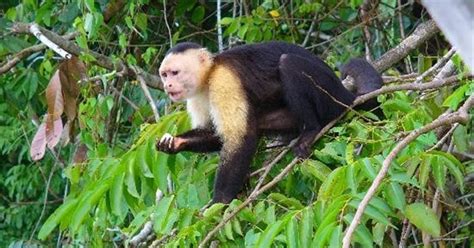 Mejores Tours a la Isla de los Monos En Ciudad De Panamá ...