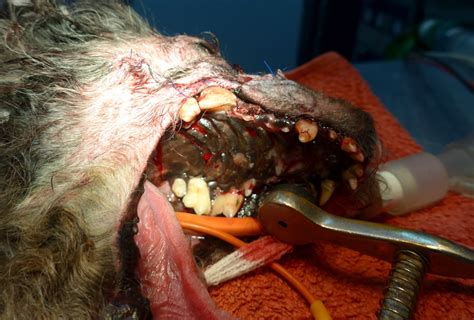 melanomas bucales en el perro: Veterinario Traumatólogo ...