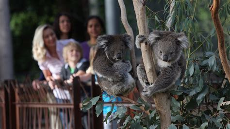 Melbourne Zoo, Attraction, Melbourne, Victoria, Australia