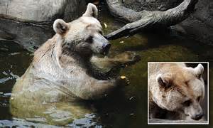Melbourne Zoo bids a sad farewell to popular 29 year old brown bear ...