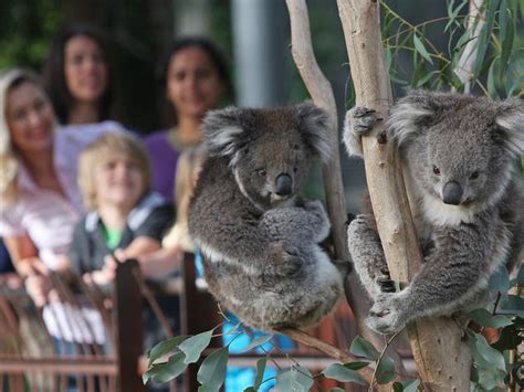 Melbourne Zoo is open, but you need to book a ticket online