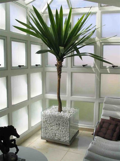 Melhores plantas decorativas de interior de sua casa ou ...