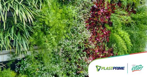 Melhores plantas para jardim vertical   Blog Plastprime