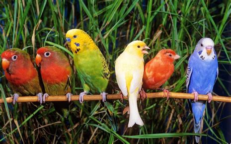 Melodies of Singing Birds: Result of a Rare Evolutionary ...