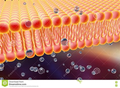 Membrana Cellulare Con Diffusione Delle Molecole ...